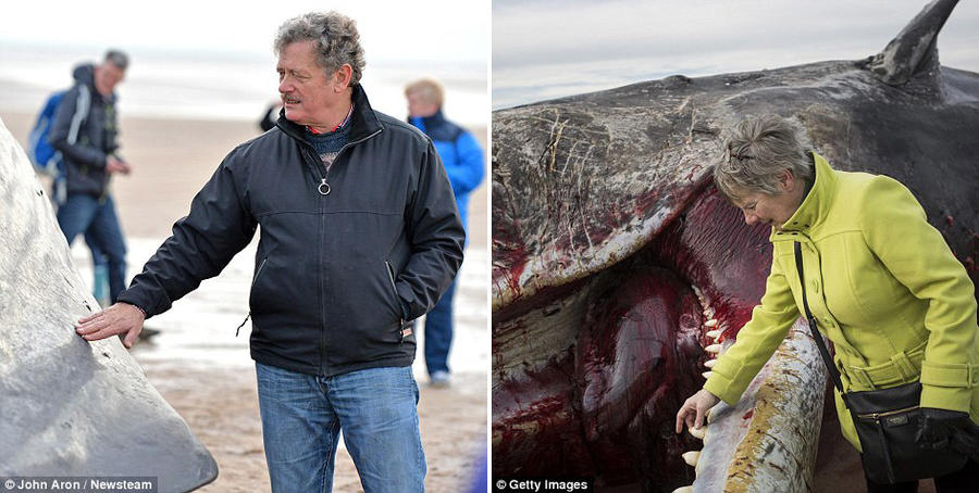17 мёртвых кашалотов найдены на побережье Северного моря
