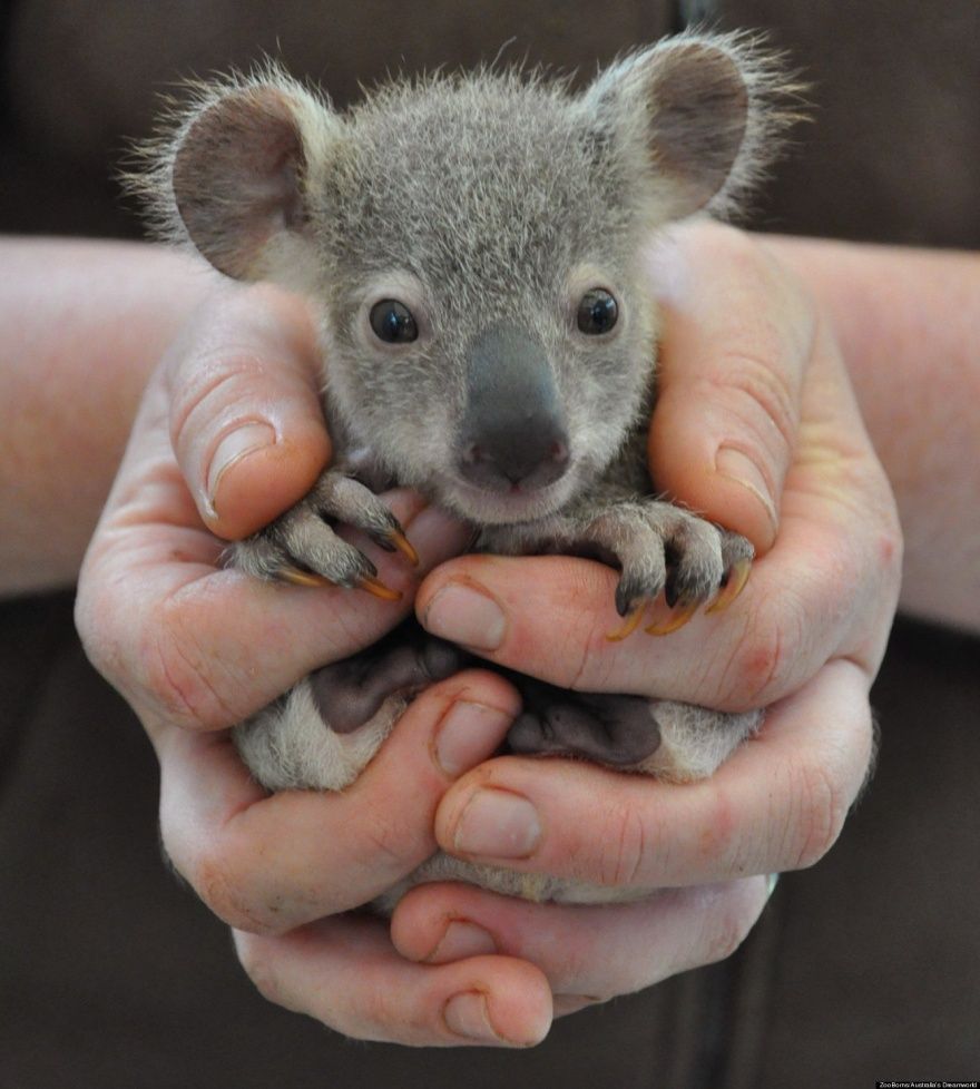 Малыш коала. 