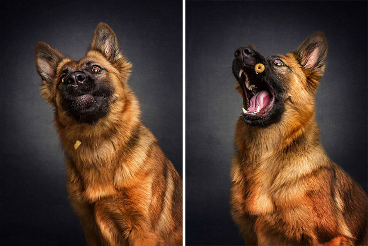 Фотограф запечатлел всю гамму забавных эмоций у собак