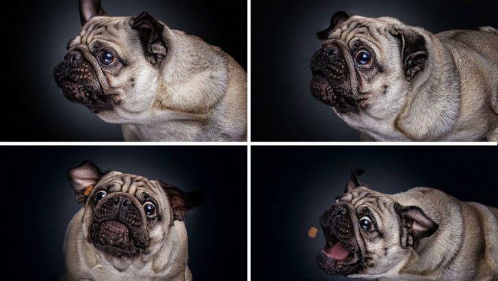 Фотограф запечатлел всю гамму забавных эмоций у собак