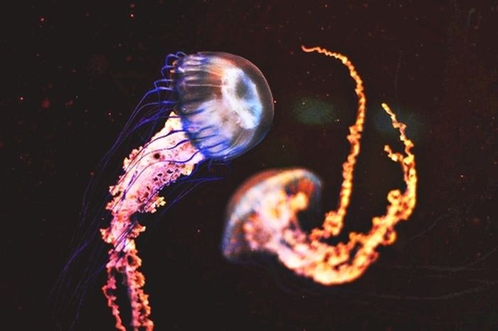 Очеровательные морские медузы