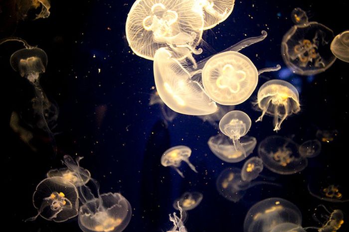 Очеровательные морские медузы