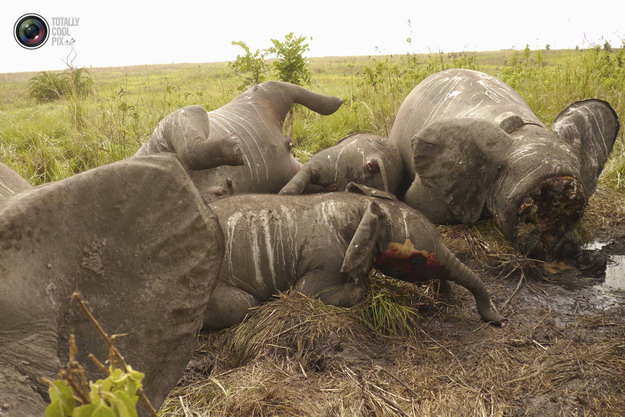 Истребление браконьерами диких и экзотических животных 