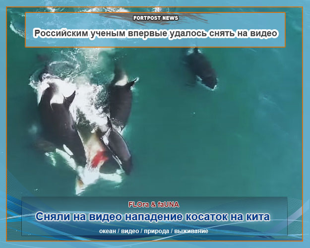 Российским ученым впервые удалось снять на видео нападение косаток на кита