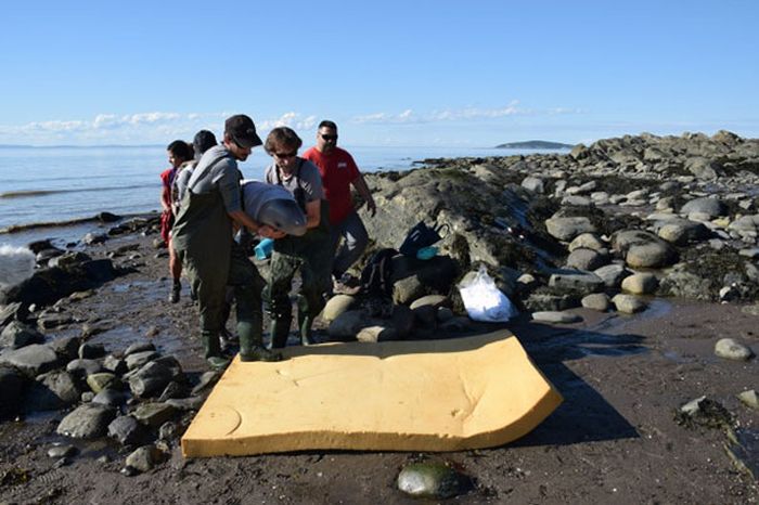 В Канаде дети спасли выброшенного на берег детеныша кита-белухи