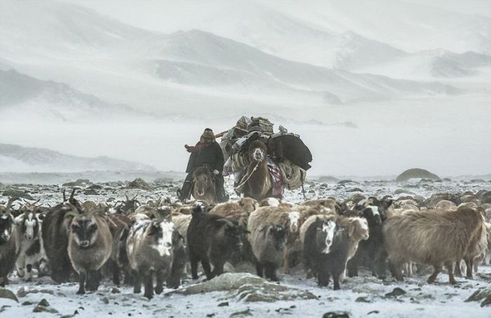 Весеннее переселение кочевой казахской семьи