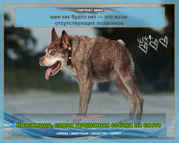 Квазимодо, самая уродливая собака на свете