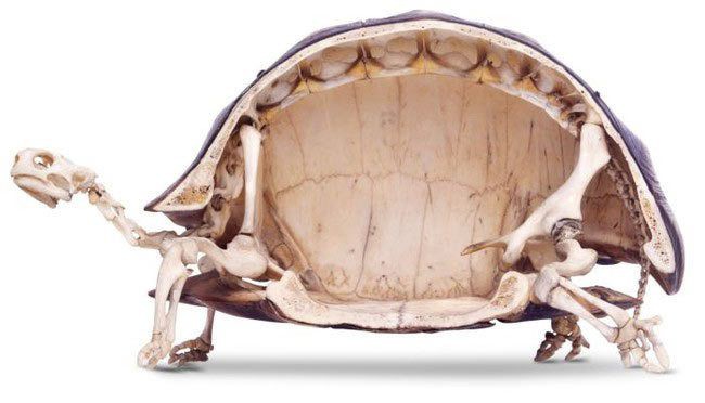 12 невероятных фактов, которые скрывают черепахи под своим панцирем