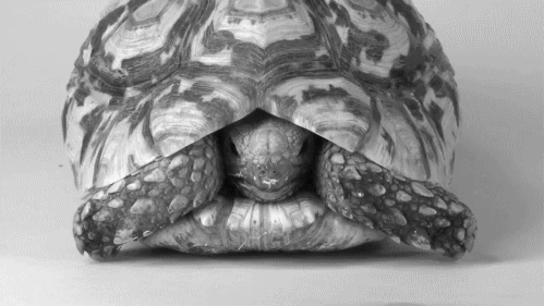 12 невероятных фактов, которые скрывают черепахи под своим панцирем