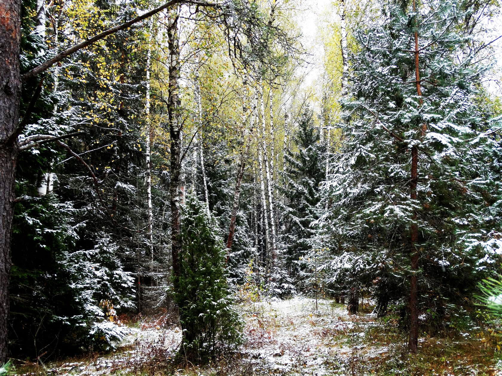 Первый снег в лесу (12 фото)