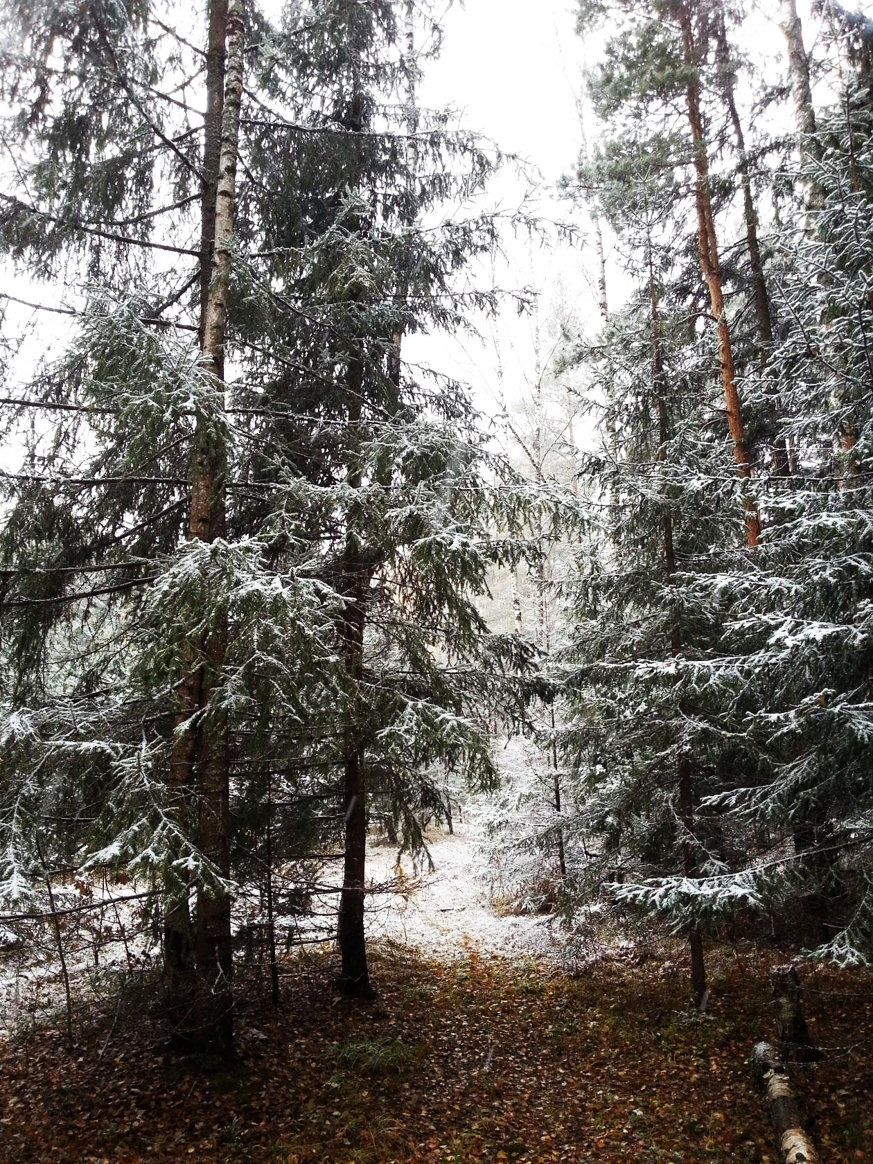Первый снег в лесу (12 фото)