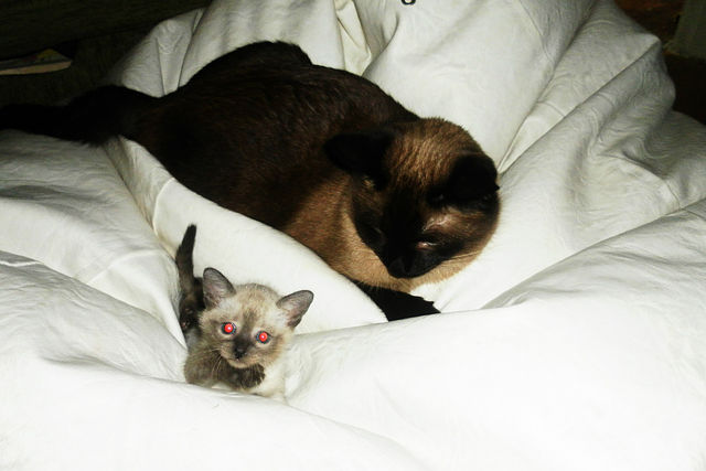 Тайские коты, кот и котёнок