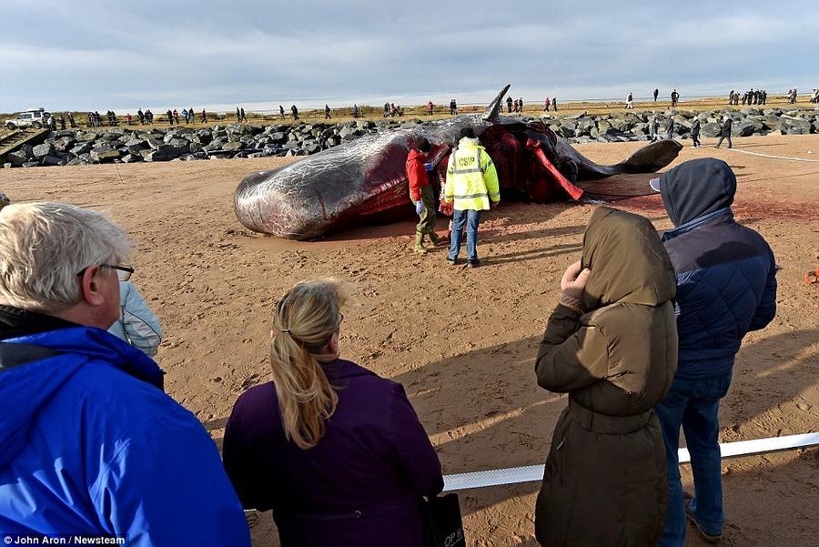 17 мёртвых кашалотов найдены на побережье Северного моря