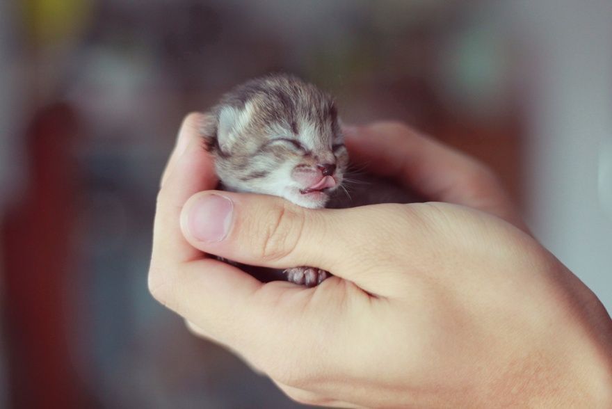 Новорожденный котенок. 