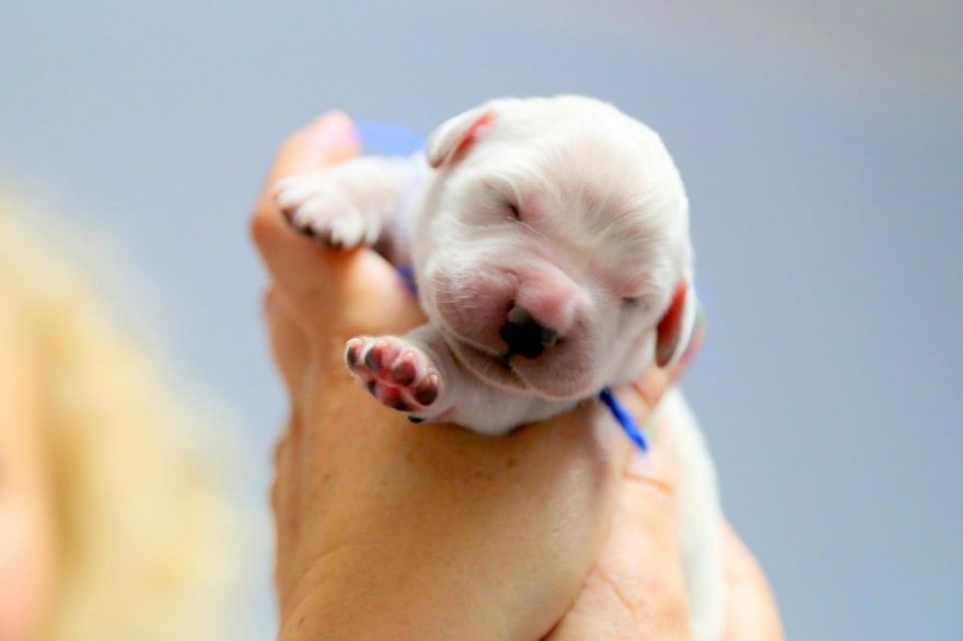 Новорожденный щенок золотистого ретривера. 