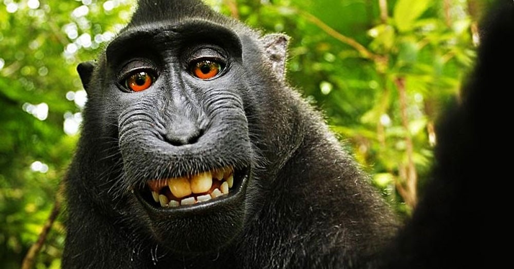 Суд Сан-Франциско отказал обезьянам в авторском праве на селфи