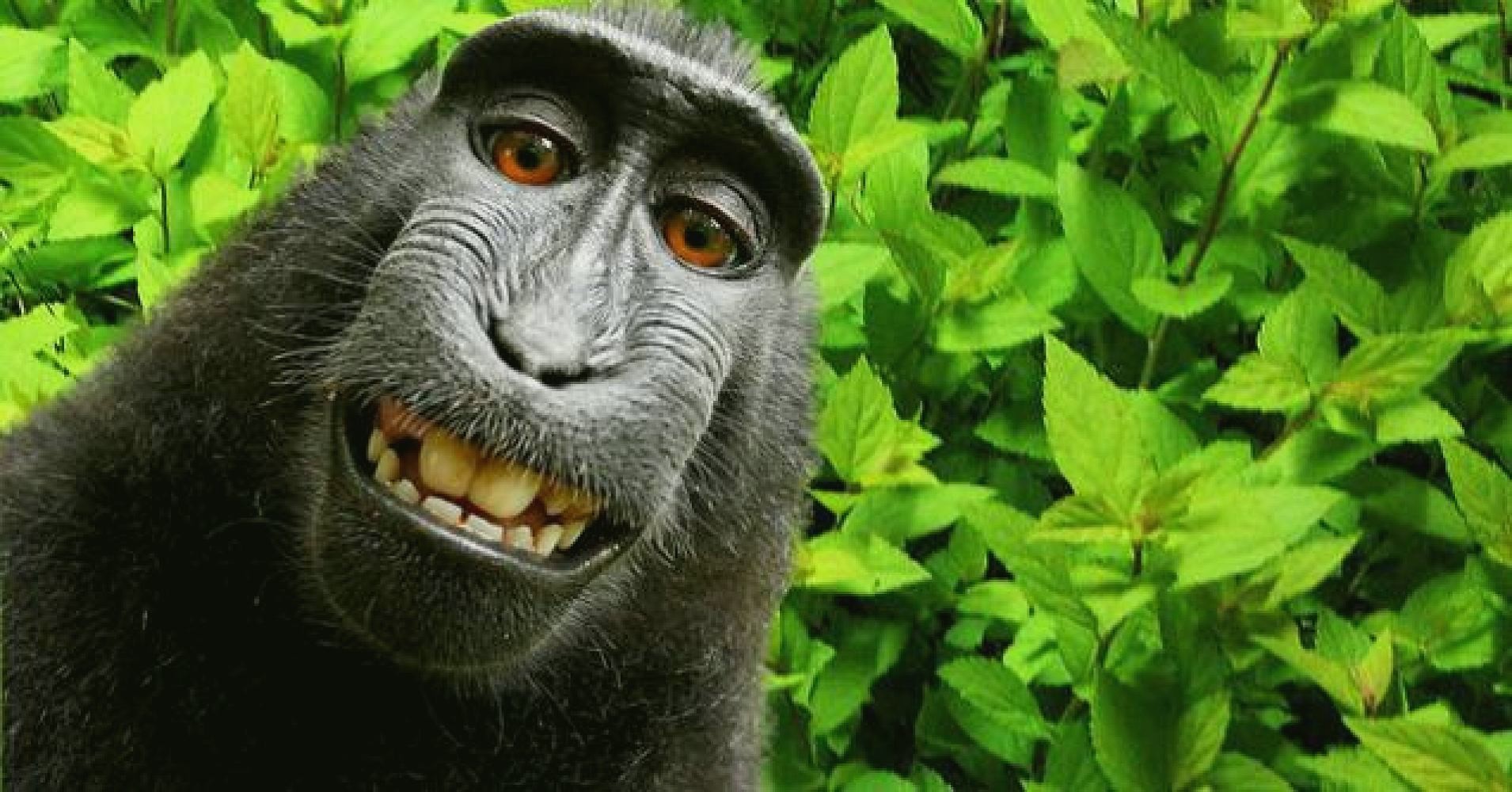 Суд Сан-Франциско отказал обезьянам в авторском праве на селфи