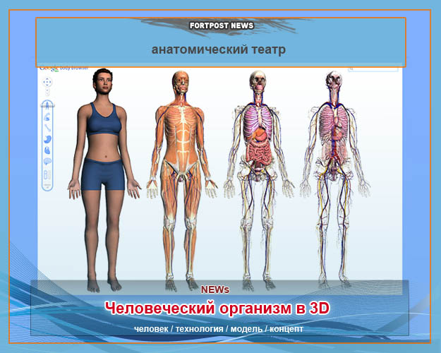Человеческий организм в 3D или анатомический театр.