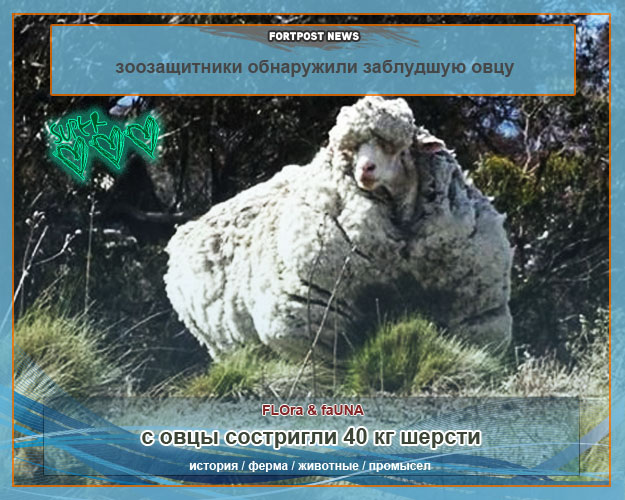 В Австралии с заблудшей овцы состригли 40 кг шерсти